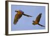 Blue and Gold Macaw-null-Framed Photographic Print