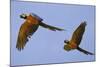 Blue and Gold Macaw-null-Mounted Photographic Print