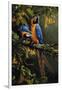 Blue and Gold Macaw-Michael Jackson-Framed Giclee Print