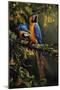 Blue and Gold Macaw-Michael Jackson-Mounted Premium Giclee Print