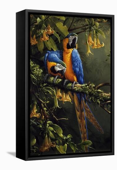 Blue and Gold Macaw-Michael Jackson-Framed Stretched Canvas