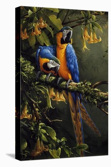 Blue and Gold Macaw-Michael Jackson-Stretched Canvas