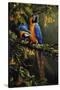 Blue and Gold Macaw-Michael Jackson-Stretched Canvas