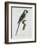 Blue and Gold Macaw-Jacques Barraband-Framed Giclee Print