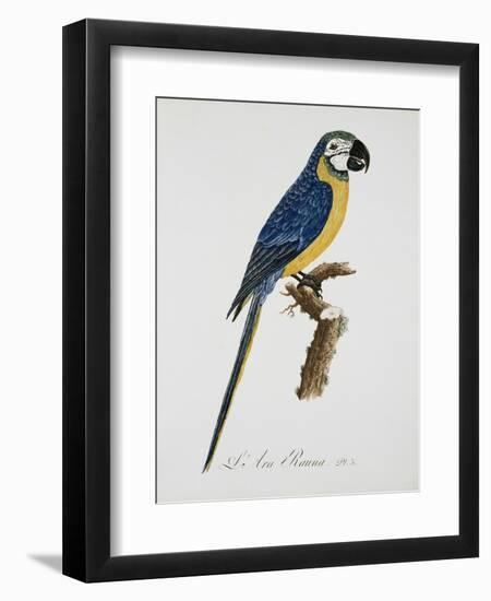 Blue and Gold Macaw-Jacques Barraband-Framed Premium Giclee Print