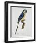 Blue and Gold Macaw-Jacques Barraband-Framed Premium Giclee Print