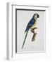 Blue and Gold Macaw-Jacques Barraband-Framed Premium Giclee Print