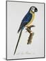 Blue and Gold Macaw-Jacques Barraband-Mounted Premium Giclee Print