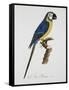 Blue and Gold Macaw-Jacques Barraband-Framed Stretched Canvas