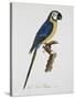 Blue and Gold Macaw-Jacques Barraband-Stretched Canvas