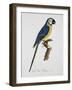 Blue and Gold Macaw-Jacques Barraband-Framed Giclee Print