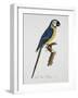 Blue and Gold Macaw-Jacques Barraband-Framed Giclee Print