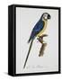 Blue and Gold Macaw-Jacques Barraband-Framed Stretched Canvas