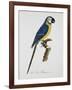 Blue and Gold Macaw-Jacques Barraband-Framed Giclee Print