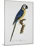 Blue and Gold Macaw-Jacques Barraband-Mounted Giclee Print