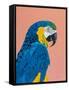 Blue and Gold Macaw-Pamela Munger-Framed Stretched Canvas