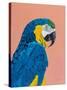 Blue and Gold Macaw-Pamela Munger-Stretched Canvas