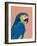 Blue and Gold Macaw-Pamela Munger-Framed Art Print