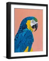 Blue and Gold Macaw-Pamela Munger-Framed Art Print
