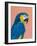Blue and Gold Macaw-Pamela Munger-Framed Art Print