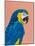 Blue and Gold Macaw-Pamela Munger-Mounted Art Print