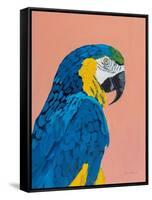 Blue and Gold Macaw-Pamela Munger-Framed Stretched Canvas