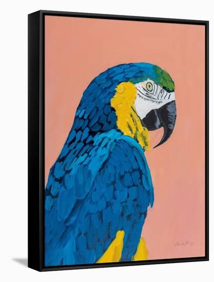 Blue and Gold Macaw-Pamela Munger-Framed Stretched Canvas