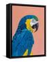 Blue and Gold Macaw-Pamela Munger-Framed Stretched Canvas