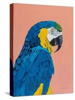 Blue and Gold Macaw-Pamela Munger-Stretched Canvas