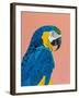 Blue and Gold Macaw-Pamela Munger-Framed Art Print