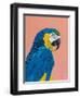 Blue and Gold Macaw-Pamela Munger-Framed Art Print