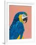 Blue and Gold Macaw-Pamela Munger-Framed Art Print