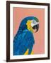 Blue and Gold Macaw-Pamela Munger-Framed Art Print