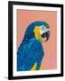 Blue and Gold Macaw-Pamela Munger-Framed Art Print