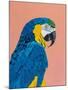 Blue and Gold Macaw-Pamela Munger-Mounted Art Print