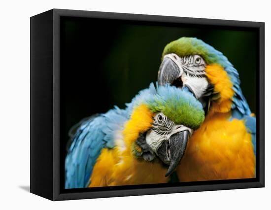 Blue-and-gold Macaws at Zoo Ave Park-Paul Souders-Framed Stretched Canvas