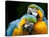 Blue-and-gold Macaws at Zoo Ave Park-Paul Souders-Stretched Canvas