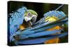 Blue-And-Gold Macaws at Zoo Ave Park-Paul Souders-Stretched Canvas
