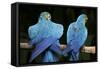 Blue-And-Gold Macaws at Zoo Ave Park-Paul Souders-Framed Stretched Canvas