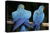 Blue-And-Gold Macaws at Zoo Ave Park-Paul Souders-Stretched Canvas