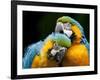 Blue-and-gold Macaws at Zoo Ave Park-Paul Souders-Framed Photographic Print