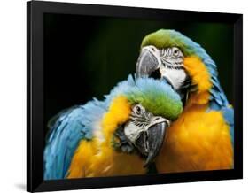 Blue-and-gold Macaws at Zoo Ave Park-Paul Souders-Framed Photographic Print