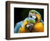 Blue-and-gold Macaws at Zoo Ave Park-Paul Souders-Framed Photographic Print