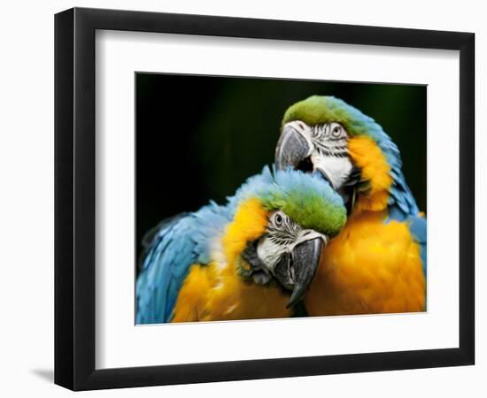 Blue-and-gold Macaws at Zoo Ave Park-Paul Souders-Framed Photographic Print