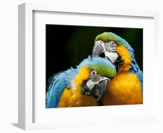 Blue-and-gold Macaws at Zoo Ave Park-Paul Souders-Framed Photographic Print