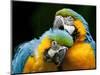 Blue-and-gold Macaws at Zoo Ave Park-Paul Souders-Mounted Photographic Print