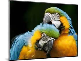 Blue-and-gold Macaws at Zoo Ave Park-Paul Souders-Mounted Photographic Print