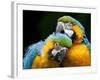 Blue-and-gold Macaws at Zoo Ave Park-Paul Souders-Framed Photographic Print