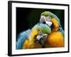 Blue-and-gold Macaws at Zoo Ave Park-Paul Souders-Framed Photographic Print