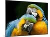 Blue-and-gold Macaws at Zoo Ave Park-Paul Souders-Mounted Photographic Print